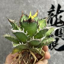 【龍園觀】①No.1110 特選 アガベ 多肉植物 チタノタ レッドキャットウィーズル ゴリ猫 ' Red catweezle '強棘 極上株 _画像1