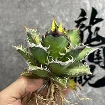 【龍園觀】①No.1110 特選 アガベ 多肉植物 チタノタ レッドキャットウィーズル ゴリ猫 ' Red catweezle '強棘 極上株 _画像3