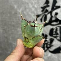 【龍園觀】①No.148 特選 アガベ 多肉植物 チタノタ 黑鯨 強棘 極上株 激レア！_画像6