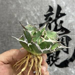 【龍園觀】①No.132 特選 アガベ 多肉植物 チタノタ ハデス Hades 黒帝斯 恐龍牙歯 強棘 極上株の画像5