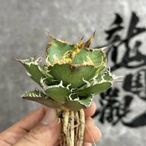 【龍園觀】①No.189 特選 アガベ 多肉植物 チタノタ 凱撒‘SUPER CAESAR’ シーザー 強棘 極上美株 激レア！_画像2