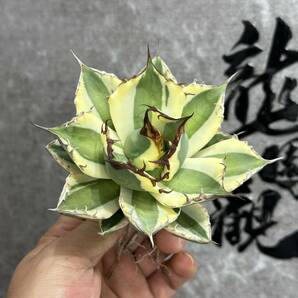 【龍園觀】① No.152 特選 アガベ 多肉植物 スナグルトゥース 極上株 大株 激レア！の画像1