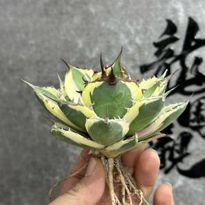 【龍園觀】① No.152 特選 アガベ 多肉植物 スナグルトゥース 極上株 大株 激レア！の画像2