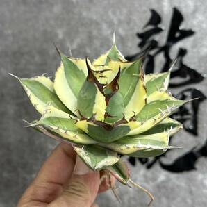 【龍園觀】① No.152 特選 アガベ 多肉植物 スナグルトゥース 極上株 大株 激レア！の画像5