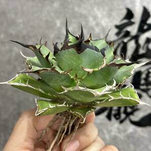 【龍園觀】①No.25 特選 アガベ 多肉植物 チタノタ ハデス Hades 黒帝斯 恐龍牙歯 強棘 極上大株 の画像1