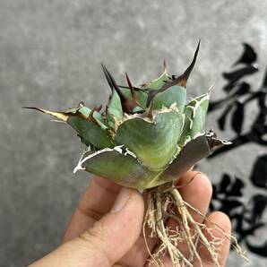 【龍園觀】①No.251 特選 アガベ 多肉植物 チタノタ ハデス Hades 黒帝斯 恐龍牙歯 強棘 極上株 の画像5