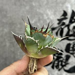 【龍園觀】①No.251 特選 アガベ 多肉植物 チタノタ ハデス Hades 黒帝斯 恐龍牙歯 強棘 極上株 の画像3