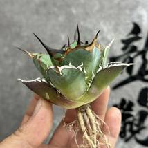 【龍園觀】①No.251 特選 アガベ 多肉植物 チタノタ ハデス Hades 黒帝斯 恐龍牙歯 強棘 極上株 _画像6