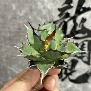 【龍園觀】①No.256 特選 アガベ 多肉植物 チタノタ ハデス Hades 黒帝斯 恐龍牙歯 強棘 極上株