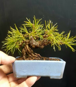  shohin bonsai material [. leaf pine B] bonsai angle 