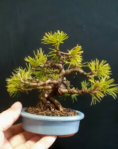  shohin bonsai material [. leaf pine A] bonsai angle 