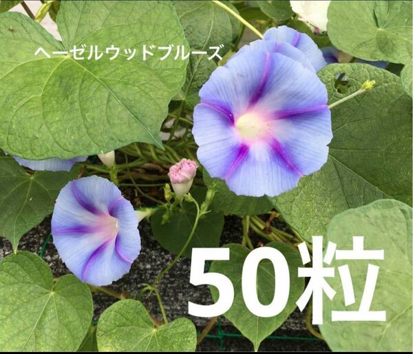 朝顔ヘーゼルウッドブルーズの種50粒 