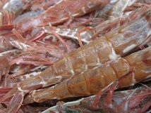 2箱、珍味な海老!! 「ガラ海老1kg」境港自慢の逸品（活または活冷凍）_画像7