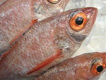 幻の超高級魚「のどぐろL-1kg」お刺身用・脂のってます！！　山陰境港産_画像5