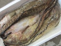 噂の幻の深海魚「ババア 2.3kg」(ゲンゲ)活冷凍品　味は鮟鱇・たら以上!!_画像7