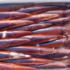 お刺身用「特大、スルメ烏賊12尾位で4kg」活冷凍品-美しい釣り物の画像5