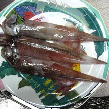 子持ち「ヤリイカ・メス54尾位で4kg」美しい釣り物、活冷凍・お刺身用_画像7