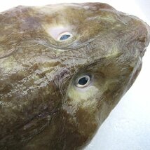 噂の幻の深海魚「ババア 2.3kg」(ゲンゲ)活冷凍品　味は鮟鱇・たら以上!!_画像6