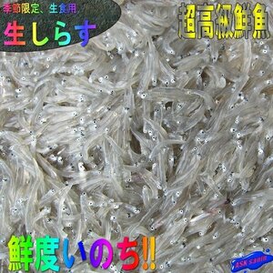 5箱、お刺身用「しらす500g」鮮度抜群、活冷凍　『魚王国』境港産