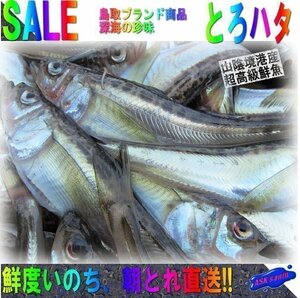 鳥取ブランド商品「活はたはた2.5kg」トロハタ、深海の珍味」脂の乗りNo1