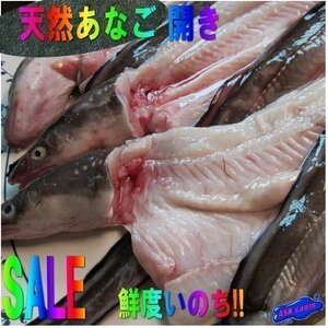 Тающая сладость! Около 1 кг морского угря» свежевыловленного «Рыбного царства» из Сакаиминато