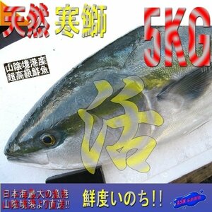 脂のってます!!地物「天然寒ブリ5-6kg」鮮度抜群、山陰境港産、とれたて直送！！