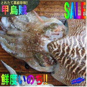 季節限定「甲烏賊4kg」お刺身用、高級珍味 山陰境港産の画像10