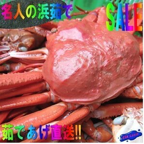 20本、名人の 浜茹で蟹【最大級5L】（1尾600-800g）ゆでたて直送!! ...「紅蟹600-800」の画像1