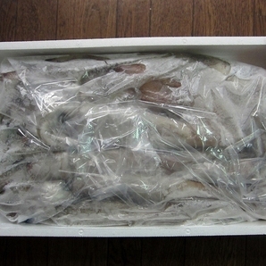 お刺身用「特大、スルメ烏賊12尾位で4kg」活冷凍品-美しい釣り物の画像10