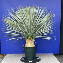 丹精込めて育てました　ユッカ　ロストラータ　(黄色シール) Yucca rostrata 国内栽培　180サイズ　　　　_画像2