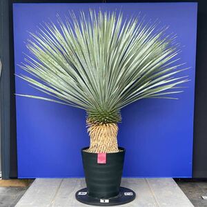 丹精込めて育てました　太く大きい　ユッカ　ロストラータ　(赤シール) Yucca rostrata 国内栽培　180サイズ　　　　