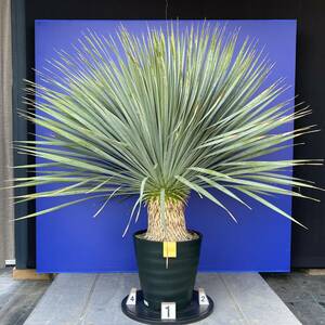 丹精込めて育てました　ユッカ　ロストラータ　(黄色シール) Yucca rostrata 国内栽培　180サイズ　　　　