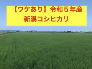 【ワケあり】令和５年・新潟コシヒカリ約30kg 玄米（古代米入り）#D2