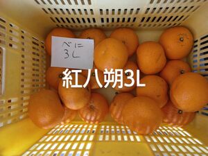 紅八朔、大玉5kg、因島産、広島県産産地直送家庭用無農薬レモン代替焼酎割最適