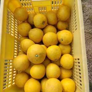 文旦5kg、広島県産産地直送家庭用農薬不使用ビタミンC