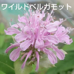  ハーブの種 ベルガモットワイルド 60粒 花の種 多年草