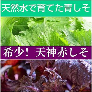 珍しい天神赤しそ40粒＆天然水で育てた青しそ50粒 野菜の種 ハーブ