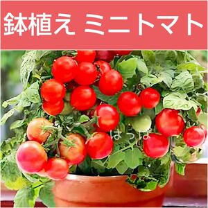 野菜の種 支柱の要らないミニトマト！ レジナ 13粒