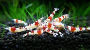  Red Bee Shrimp 20 tail ( Mothra, band, Hino maru,. go in prohibition ) [ less selection another /1.5.±][+3 tail service ]