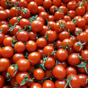 和歌山産ミニトマト キャロル 3キロ
