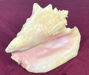 【希少】大型 コンク貝 コンクシェル ピンク 大型巻き貝 巻貝 自然貝 重量1410g 母貝 化石 インテリア オブジェ