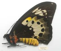 外国産蝶標本―大きいゴライアス・プロックス♀　擦れ欠けがございますので低額スタート！　_画像3