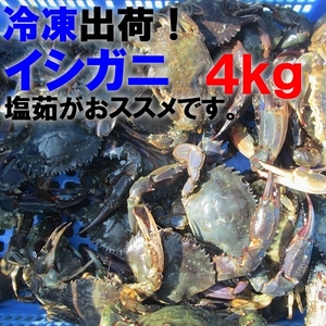 「食用イシガニ 石蟹４kg 冷凍発送のみ」 送料無料 店長漁獲の漁師直送品 松島牡蠣屋 離島沖縄対象外 ＢＢＱ 海産物 ４キロ