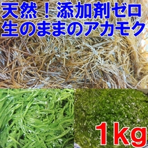 ２ｋｇに増量お試し期間中【生のまま】のアカモク通常は１ｋｇ完全無添加 生のギバサ あかもく ぎばさ ねばねばネバネバ_画像2