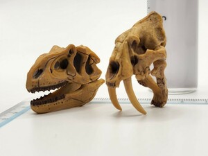 チョコラザウルスDINOTALESフィギュアコレクションPart2:047.アロサウルス048.スミロドン(頭骨格)24c23検Chocoチョコエッグ 恐竜 古代生物Q