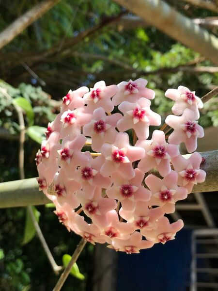 ピンク色のサクララン 挿木用