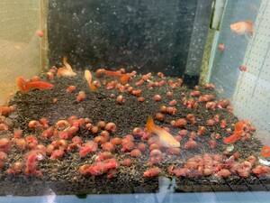レッドラムズホーン　200匹　送料無料　　苔処理　残餌処理　水槽の掃除屋さん　繁殖力抜群　魚水槽に