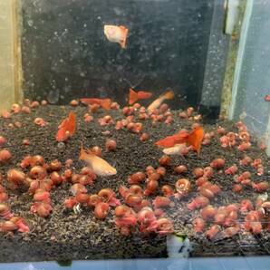レッドラムズホーン 50匹 送料無料  苔処理 残餌処理 水槽の掃除屋さん 繁殖力抜群の画像3