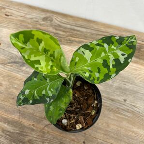 ６.アグラオネマ・ピクタム・トリカラー Aglaonema pictum tricolorの画像1