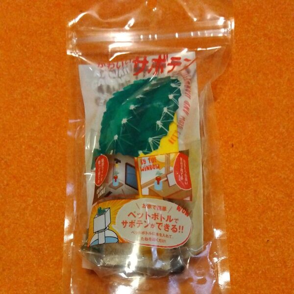 グリーントイかわいいサボテン